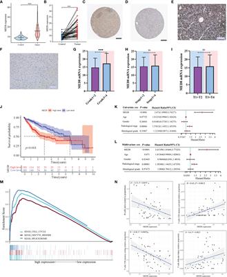 A Predictive Model for Prognosis and Therapeutic Response in Hepatocellular Carcinoma Based on a Panel of Three MED8-Related Immunomodulators